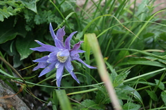 Clematis macropetala