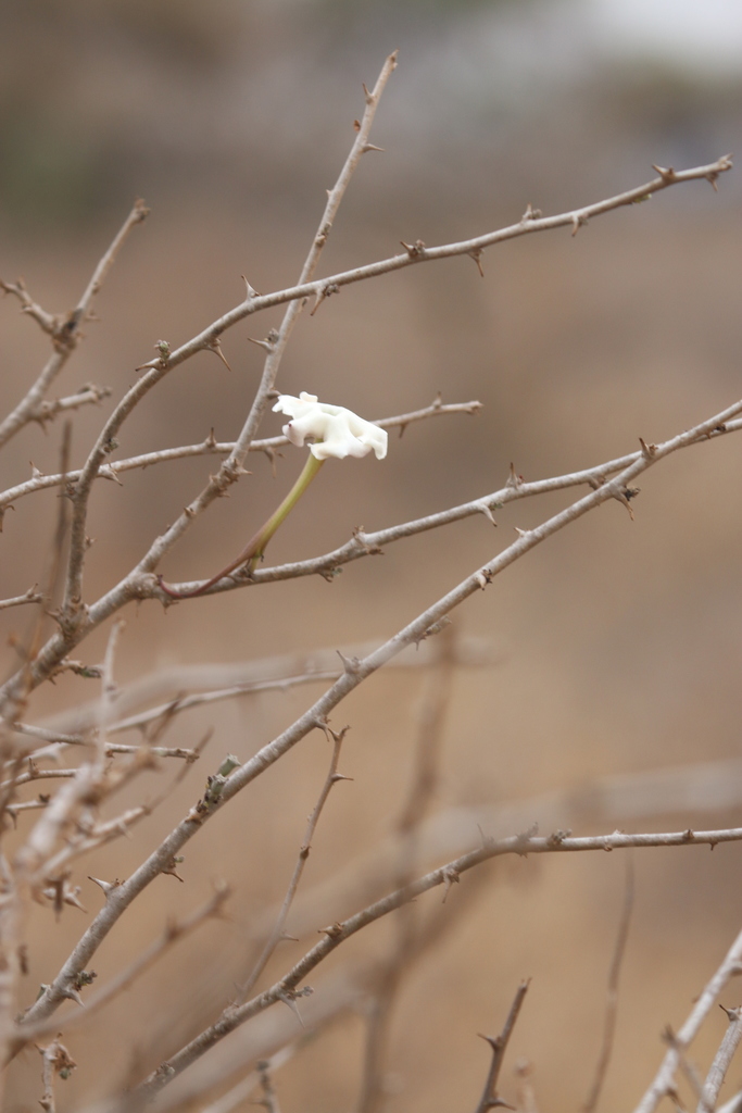 Sesamothamnus rivae