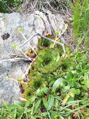 Sempervivum caucasicum