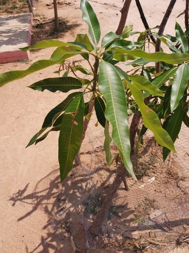 Indian mango