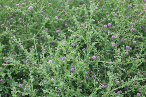 Hardheads (Sphaeranthus suaveolens)