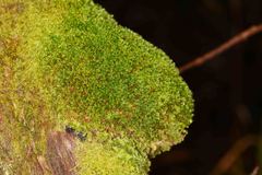 Leptostomum inclinans