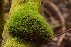 Leptostomum inclinans