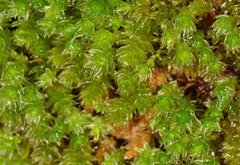 Leptostomum inclinans