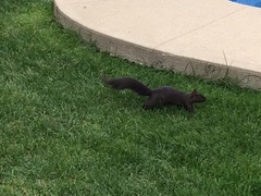 Sciurus carolinensis