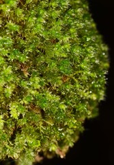 Leptostomum inclinans