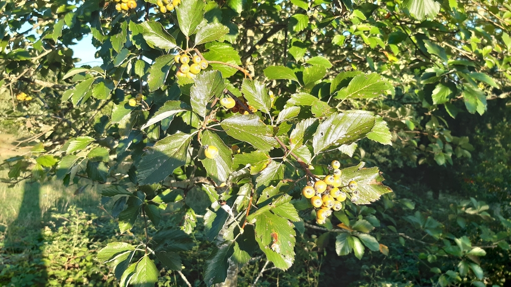Karpatiosorbus fischeri
