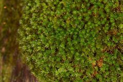 Leptostomum inclinans