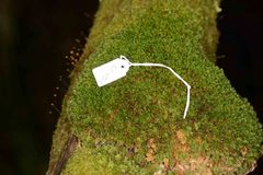 Leptostomum inclinans