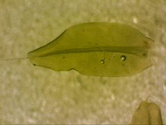 Leptostomum inclinans