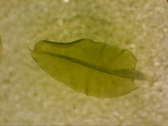 Leptostomum inclinans