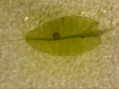 Leptostomum inclinans