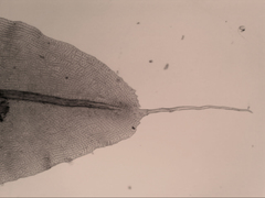 Leptostomum inclinans