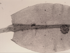 Leptostomum inclinans