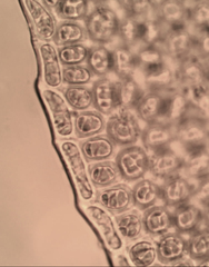 Leptostomum inclinans