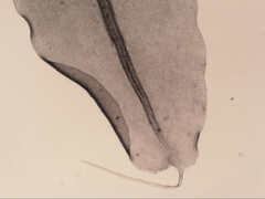 Leptostomum inclinans