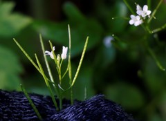 Cardamine scutata