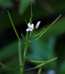 Cardamine scutata