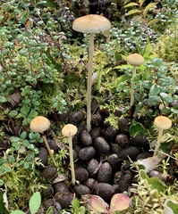 Protostropharia alcis