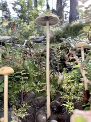 Protostropharia alcis