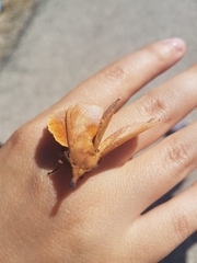 Gastropacha quercifolia