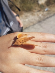 Gastropacha quercifolia