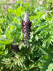 Pedicularis atropurpurea