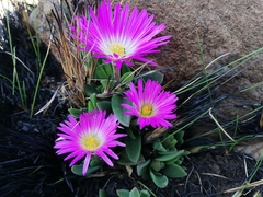 Delosperma sutherlandii