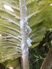 Monoflata pallescens