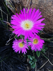Delosperma sutherlandii