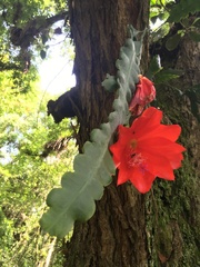 Disocactus ackermannii