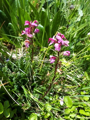 Pedicularis nordmanniana