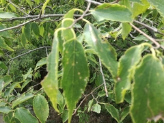 Celtis australis