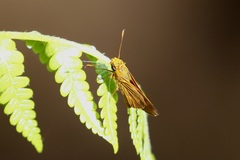 Oriens augustula