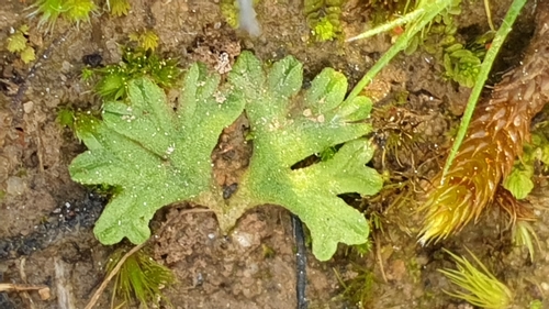 Image of Riccia subbifurca by (c) Andrew Thornhill, some rights reserved (CC BY)