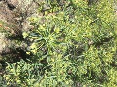 Euphorbia loricata