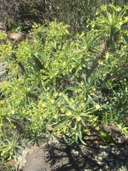 Euphorbia loricata