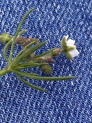 Spergula arvensis