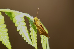 Oriens augustula