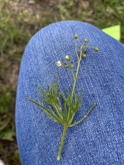 Spergula arvensis