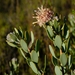 Vexatorella alpina - Photo (c) Nick Helme,  זכויות יוצרים חלקיות (CC BY-SA)
