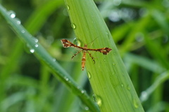Xyroptila oenophanes