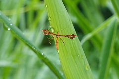 Xyroptila oenophanes