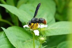 Anterhynchium mellyi