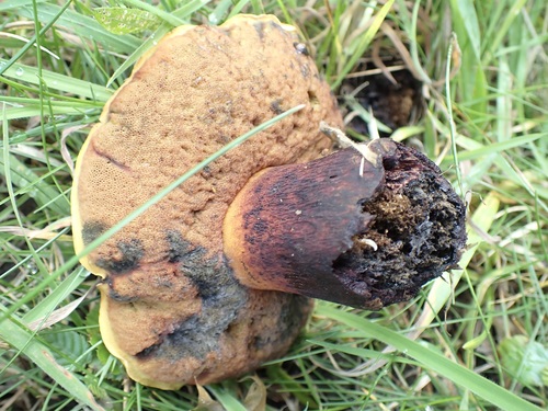 Suillellus luridus — (c) Nasser Halaweh, some rights reserved (CC BY)