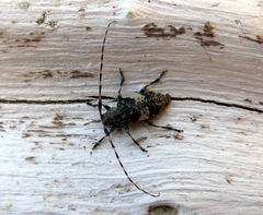 Leiopus linnei