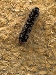 Pterygota
