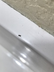 Formicidae