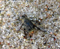Hoplia graminicola