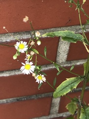 Erigeron annuus